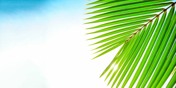 istock Close up palm leaf against a bright blue sky 2165540615