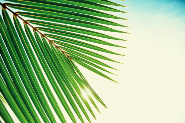istock Dark palm leaf with a blurred blue sky in the background and sunset 2165540617