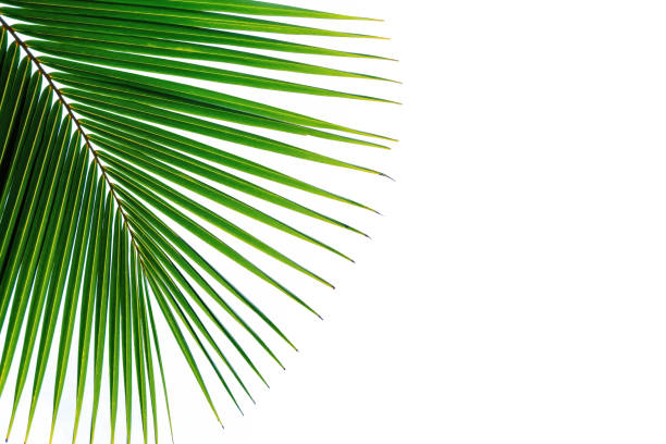 istock Banner with palm leaf with a white background 2165540618