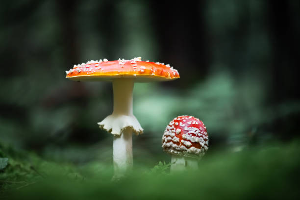 istock Fly agaric mushrooms in dark forest close up 2165540685