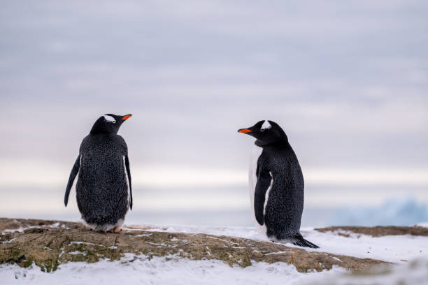 istock Penguins in Antarctica. Wildlife. Nature. 2165540723