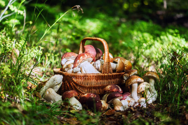 istock Basket with edible mushrooms in forest 2165540841