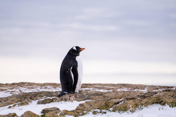 istock Penguins in Antarctica. Wildlife. Nature. 2165541191
