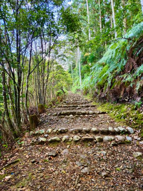istock Cobble staircase in the forest 2165541915