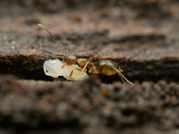 istock An ant is carrying its larva 2165543603