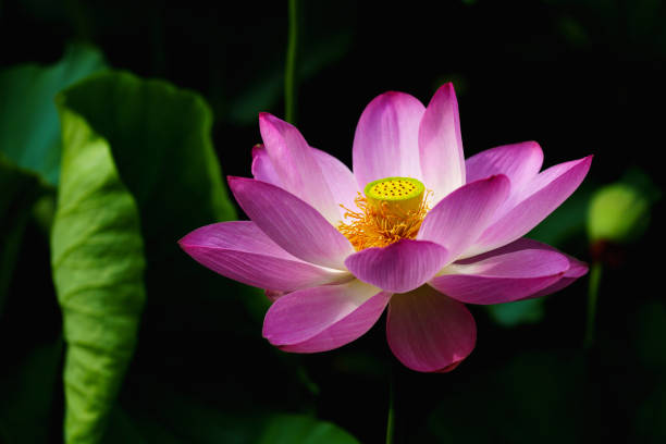istock Chinese beauty: Pink lotus in sunlight with green leaf 2165543611