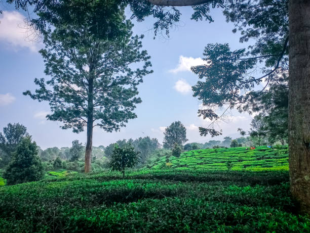 istock View of the tea garden 2165544054