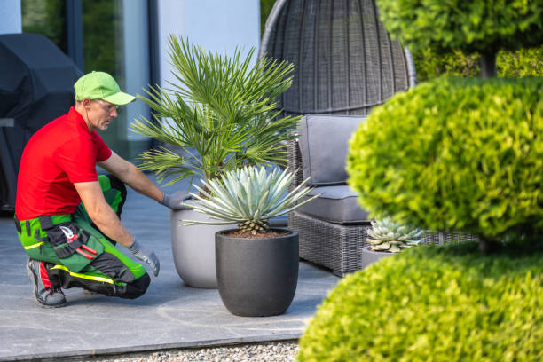 istock Gardener Arranging Potted Plants on Modern Patio at Bright Daylight 2165545066