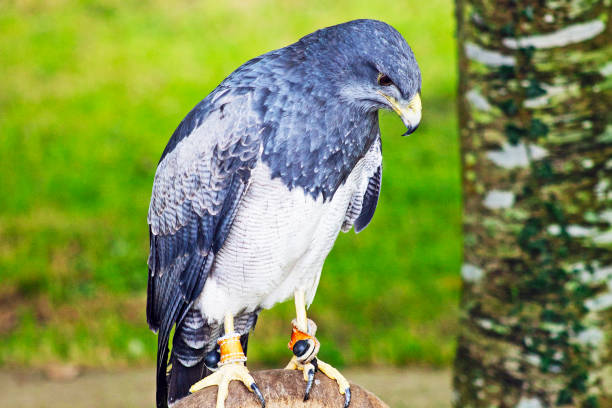 The Peregrine Falcon, a fast-flying bird of prey, feeds mainly on medium-sized birds. This bird was photographed in a typical coastal habitat, where they are commonly found.