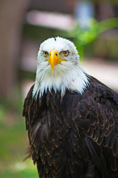 A portrait of an American Bald Eagle against a black background.