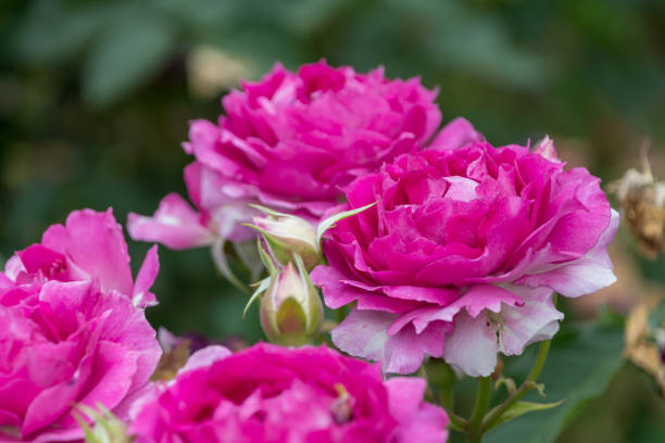 istock Pink Roses in Full Bloom 2165546941