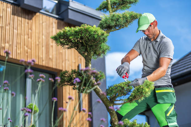 istock Gardener Pruning Decorative Bonsai Tree Near Modern House in Bright Daylight 2165547183