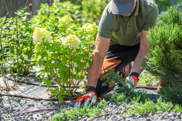 istock Gardener Pruning Plants in a Vibrant Backyard During Sunny Afternoon 2165547433