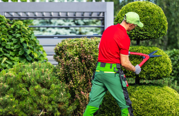 istock Landscaper Trimming Hedges With Shears 2165547799