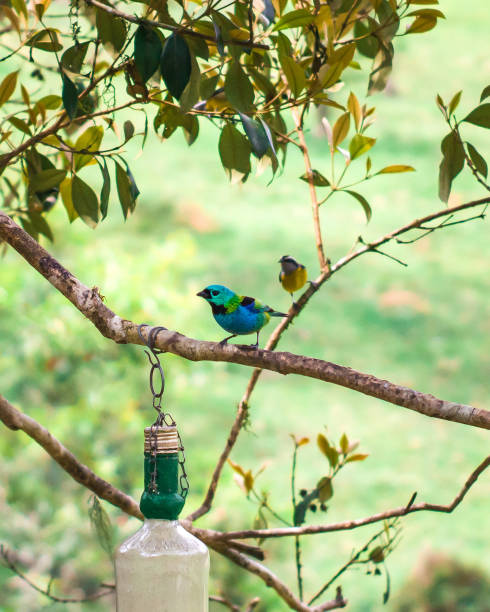 A vibrant Green-headed Tanager is perched close to an artificial feeder in the lush Atlantic Forest. The bird's vivid green and blue plumage stands out against the deep green backdrop of the dense forest. The feeder, a bright red with intricate patterns, attracts the bird with its colorful allure. The tanager's beady eyes and delicate beak are focused on the feeder, showcasing its curiosity and interaction with the feeding station. The scene is bathed in natural light, emphasizing the rich textures and colors of both the bird and its environment