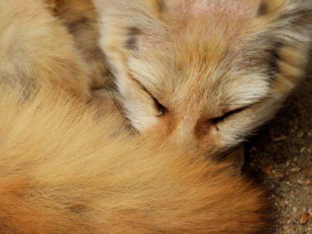 istock Sleepy fennick fox 2165551498