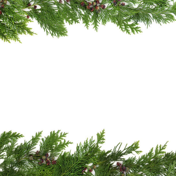 istock Winter Christmas Cedar Fir Leaf Flora Background Border 2165552190