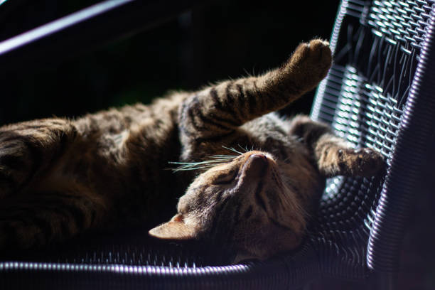 istock Relaxed Cat Lounging on Wicker Chair 2165552251