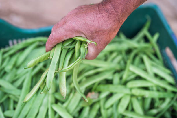 istock green beans and hands close-up 2165552558