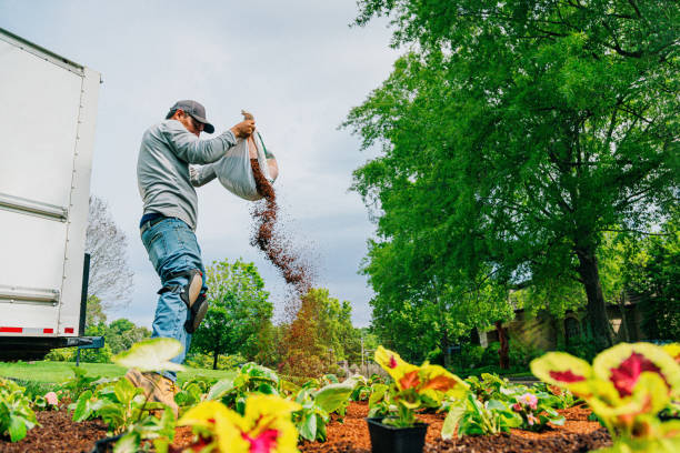 Low Angle View of a Latino Man Spreading Soil Conditioner from a Bag while Planting a Flowerbed in a Neighborhood Green Space