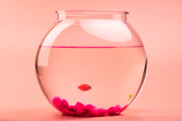 Close up of aquarium bowl with two colorful fishes