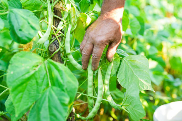 istock close-up picking beans from the branch 2165554094