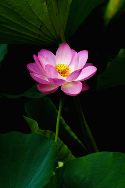 istock Chinese beauty: Pink lotus in sunlight with green leaf 2165554382