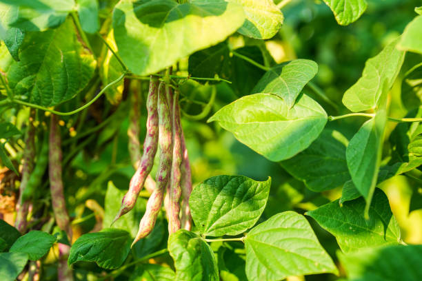 close-up fresh kidney beans on the branch