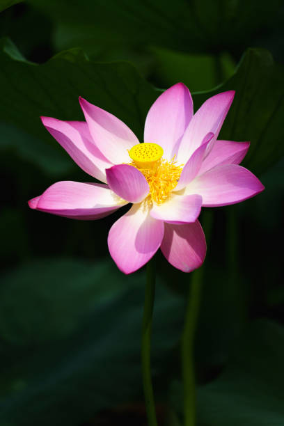 istock Chinese beauty: Pink lotus in sunlight with green leaf 2165554757