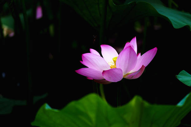 istock Chinese beauty: Pink lotus in sunlight with green leaf 2165555270
