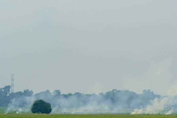 The rice fields were on fire and there was dense white smoke on the fields and sky.