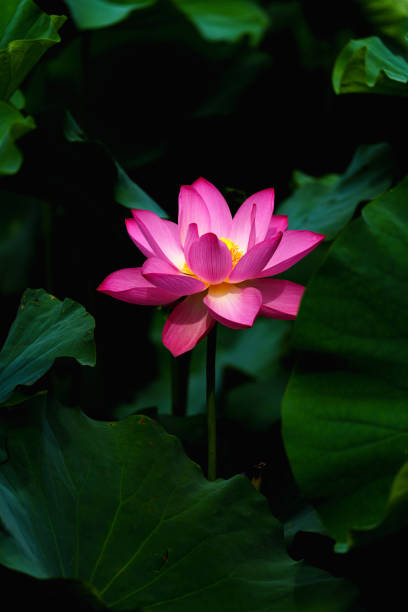 istock Chinese beauty: Pink lotus in sunlight with green leaf 2165555692