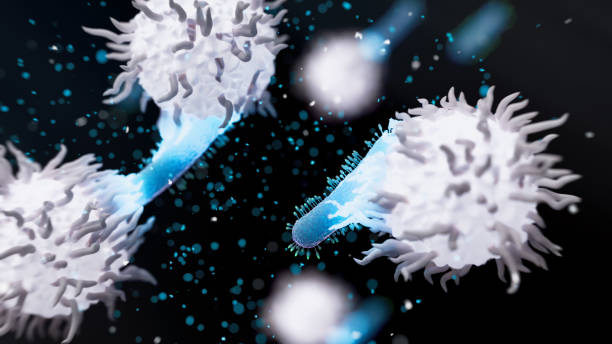 istock Phagocytosis Macrophage engulfing bacteria 2165556026
