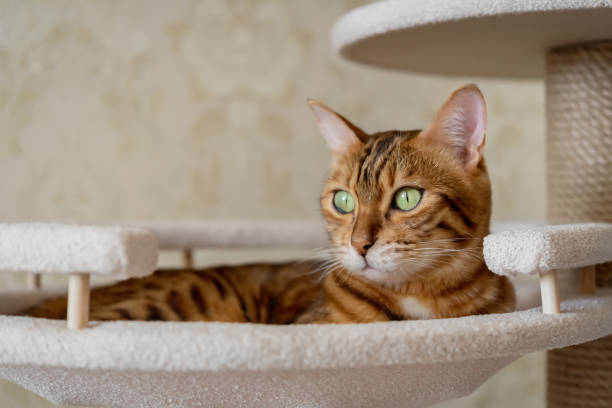 istock Bengal shorthaired kitten lying in pet bed on a climbing tree 2165557013