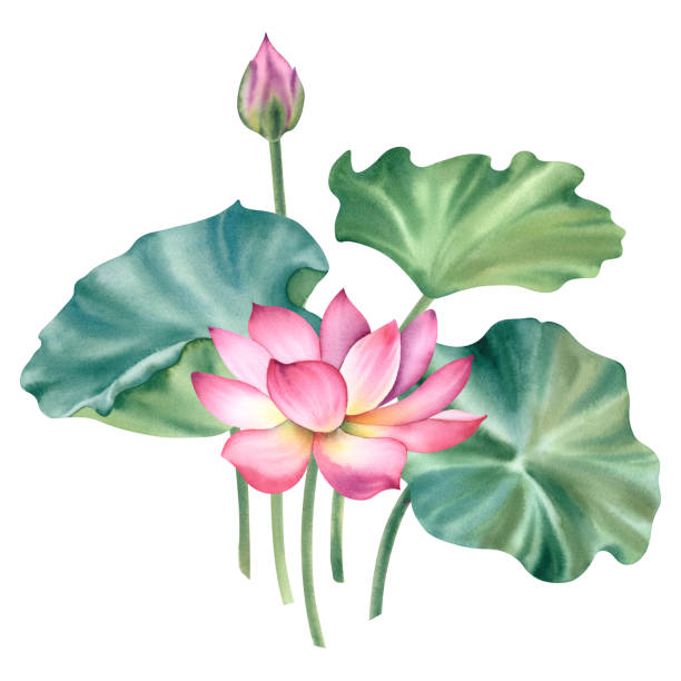 istock Watercolor pink lotuses on a white background. Water lilies are hand painted. A composition with a lotus. A template for the design of postcards, invitations, and fabrics. 2165558016