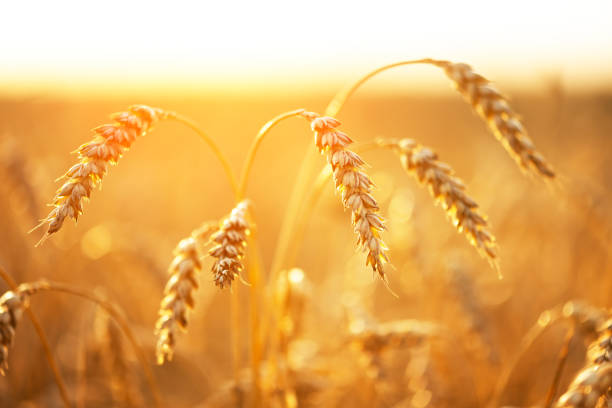 istock Dry orange wheat spikelets on agricultural farm field 2165558049