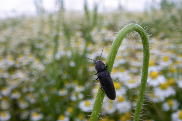 Black beetle bug sitting on flowers twig and loocking on camomiles field. Macro photography