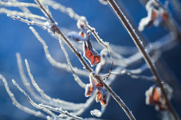 plants and leaves covered with snow and frost in the autumn
