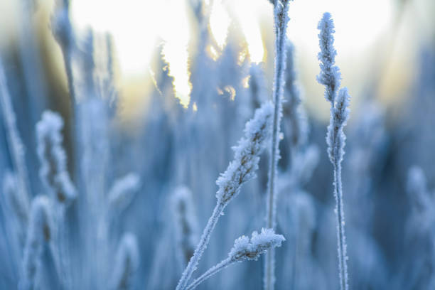 istock Frost on the plants in the autumn 2165558796