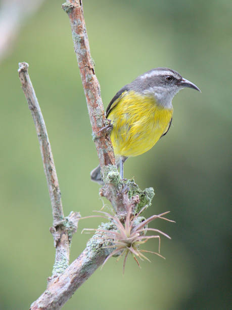 istock Bananaquit bird perched on a branch in the fog forest. 2165560281