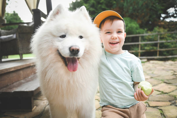 istock little boy playing with samoyed dog 2165561445