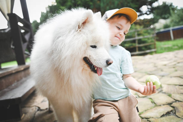 istock little boy playing with samoyed dog 2165561485