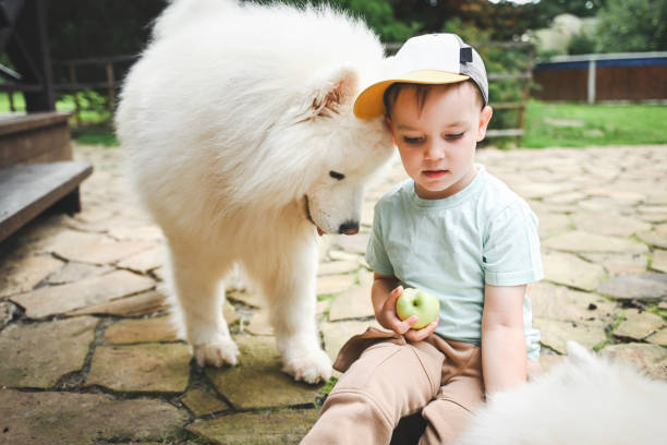 istock little boy playing with samoyed dog 2165561491