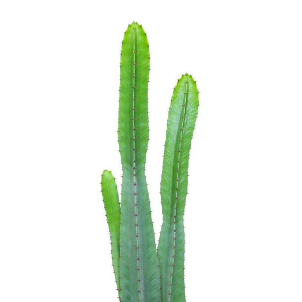istock Tall Cactus Plants Isolated on White Background with Clipping Path 2165561559