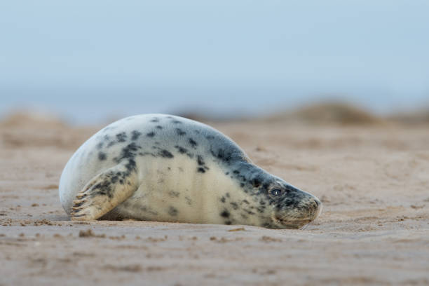 istock Female Atlantic Grey Seal (Halichoerus grypus) 2165561594