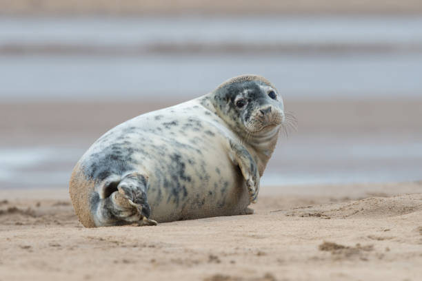 Female Atlantic Grey Seal (Halichoerus grypus)