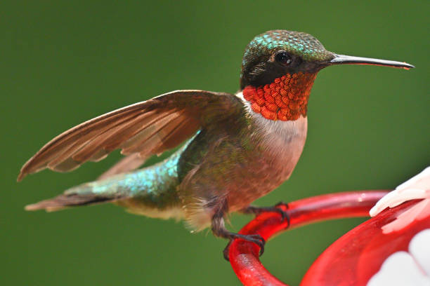 A Hummer rests on a branch near South Padre, Texas