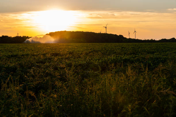 istock Agricultural fields during irrigation with wind turbines at sunset 2165565263