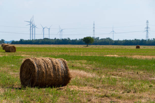 Round hay bales on agricultural fields with wind turbines in the background on a sunny day in summer.
