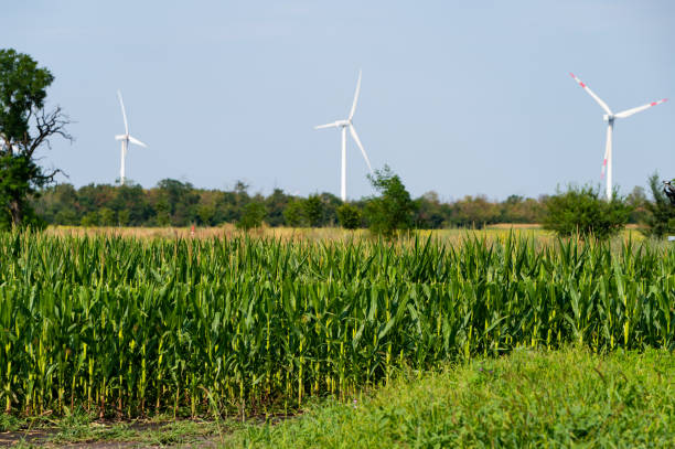 Wind turbines on agricultural fields on a sunny day in summer.